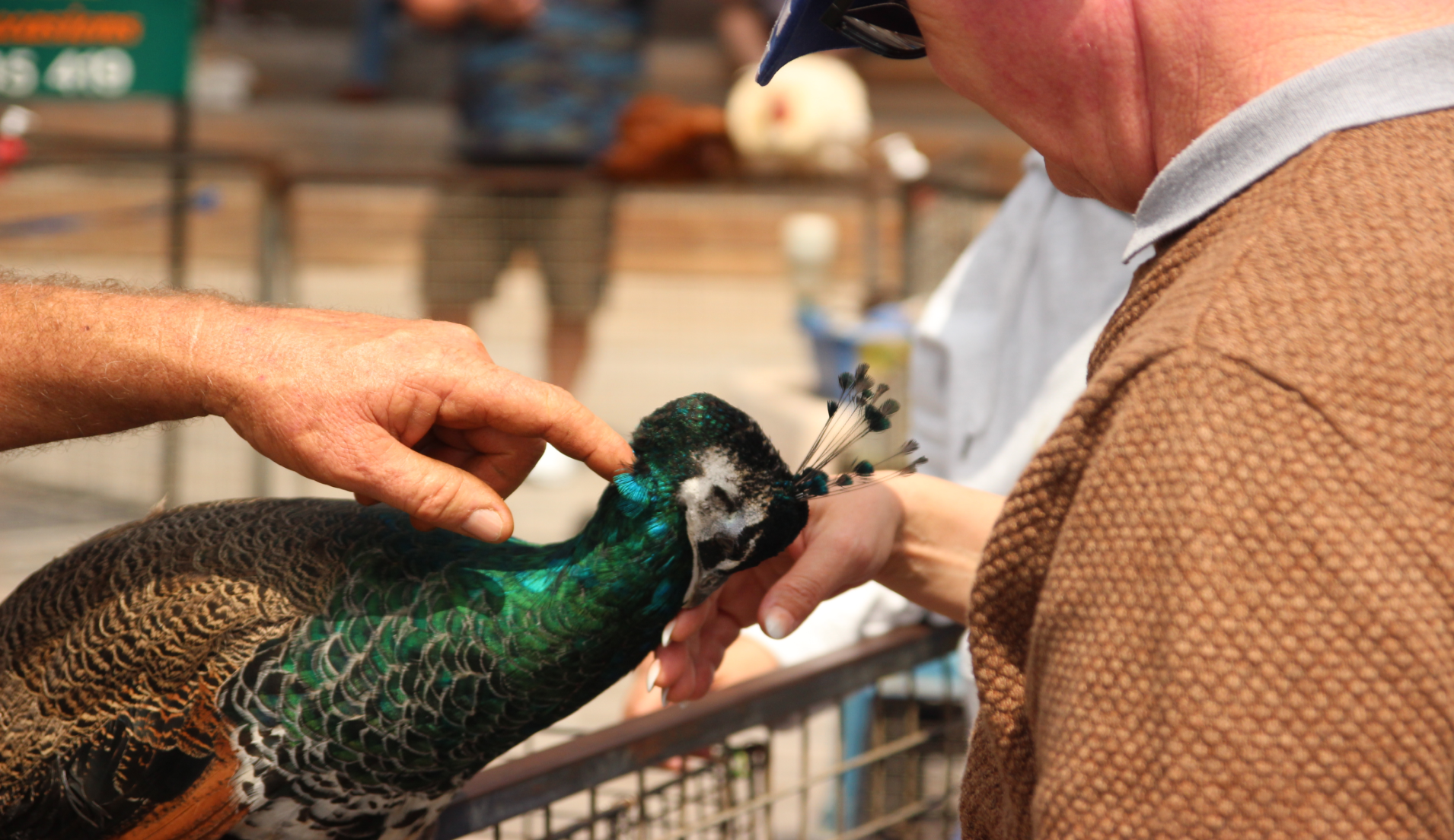 A man patting a peacock at the petting zoo at the carer's week event