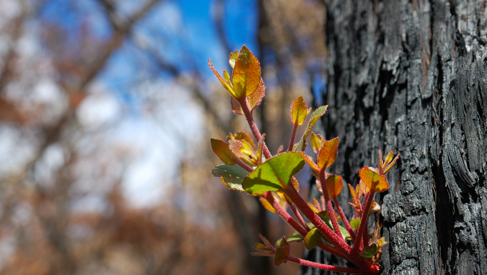 shot of a green shoot sprouting from a burnt tree affected by bushfires