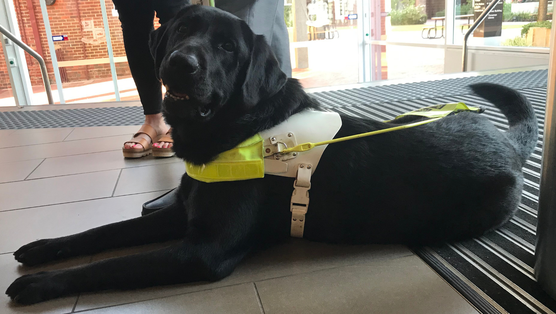 Winston the black Labrador, pictured laying down in the shade wearing his yellow harness