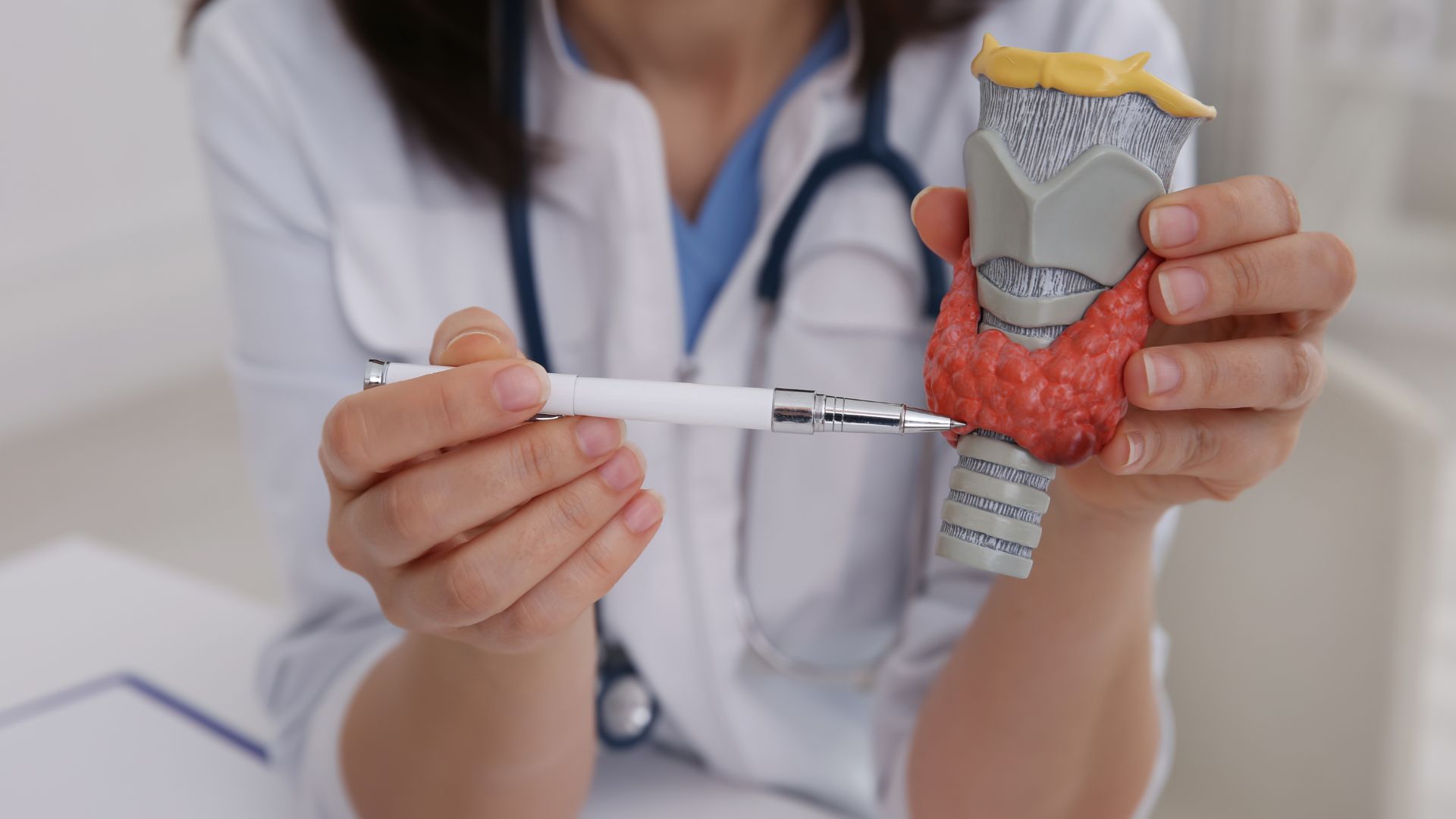 A female doctor holds a model of a thyroid to explain how it works